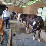 रुद्रप्रयाग: डेयरी व्यवसाय बना किसानों की आजीविका उत्थान का जरिया