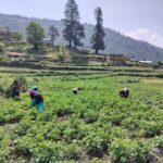 चमोली : ग्रामीण उद्यम वेग वृद्धि परियोजना के तहत चमोली में मुंदोली में शुरू की गई आलू बीज उत्पादन योजना