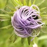 चमोली : प्रकृति प्रेमियों के लिए 01 जून से खुलेगी फूलों की घाटी